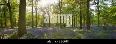 Vista panoramica delle Bluebells retroilluminato in legno Blickling nel Norfolk Foto Stock