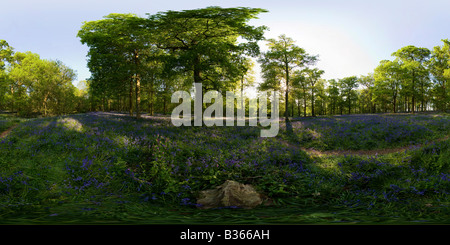360° vista panoramica di bluebell legno in Blickling nel Norfolk Foto Stock
