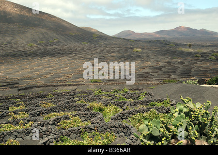 Hillside a Lanzarote, Isole Canarie, punteggiati da Zocos-bassi muri in pietra a secco- costituita da rocce di origine vulcanica, proteggere vitigni dai venti Foto Stock