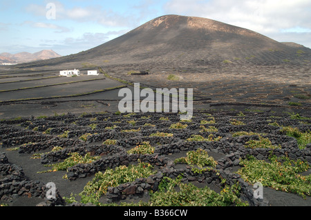 Hillside a Lanzarote, Isole Canarie, punteggiati da Zocos-bassi muri in pietra a secco- costituita da rocce di origine vulcanica, proteggere vitigni dai venti Foto Stock