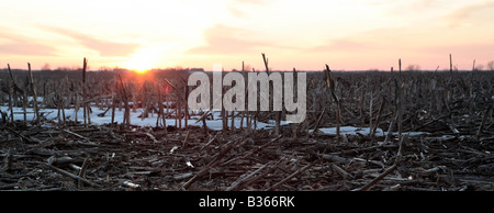 Febbraio SUNSET OVER CORNFIELD IN CENTRAL ILLINOIS USA Foto Stock