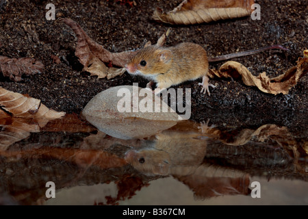 Harvest mouse Micromys minutus in piscina con la riflessione Potton Bedfordshire Foto Stock