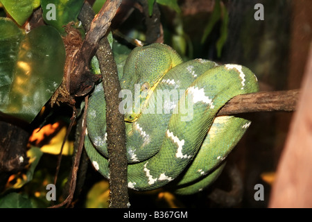 Albero verde boa wrappen sul ramo Foto Stock