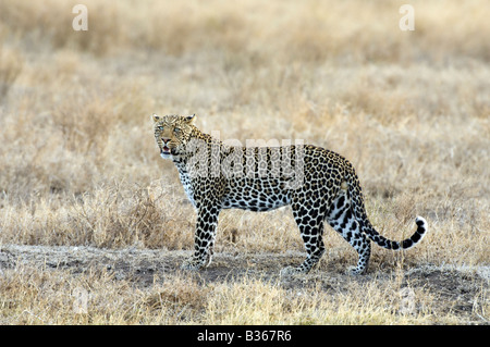 Leopard africani, maschio in piedi sulle pianure chiamando una femmina (Panthera pardus), Ndutu, Ngorongoro, Tanzania Foto Stock