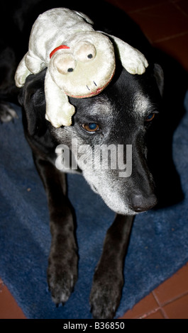 Ms Rana Smiley incontra ombra D cane Foto Stock