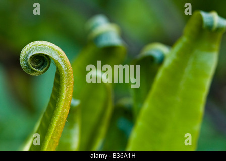 Harts linguetta Fern (Phyllitis scolopendrium) lascia dispiegarsi Foto Stock