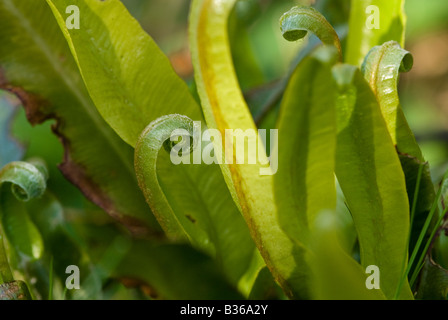 Harts linguetta Fern (Phyllitis scolopendrium) lascia dispiegarsi Foto Stock