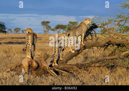 Ghepardo compagni di cucciolata giocoso cuccioli di adulti di arrampicarsi su un albero (Acinonyx jubatus), Ndutu, Ngorongoro, Tanzania Foto Stock