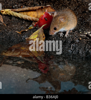 Harvest mouse Micromys minutus in piscina con la riflessione Potton Bedfordshire Foto Stock