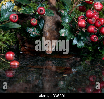 Harvest mouse Micromys minutus a bere in piscina con la riflessione Potton Bedfordshire Foto Stock