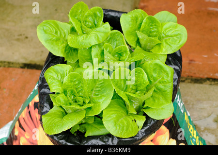 La lattuga gioiellino essendo cresciuto in un vecchio compost sacco riempito con giardino composto su un patio urbano UK Agosto Foto Stock