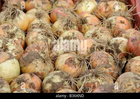 Homegrown Maincrop cipolle nuovo Fen Globe appena raccolta ed essiccazione fuori nel vassoio NORFOLK REGNO UNITO Agosto Foto Stock