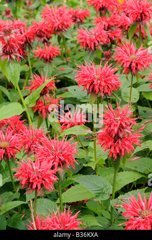 Monarda Bergamotto veiw giardino nel pieno fiore di un giardino estivo Norfolk UK Luglio Foto Stock