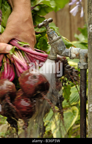 Lavaggio raccolti di fresco home coltivati barbabietole organico Detroit sotto il giardino tocca UK Luglio Foto Stock