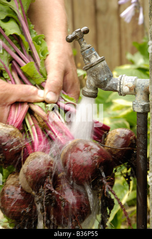 Lavaggio raccolti di fresco home coltivati barbabietole organico Detroit sotto il giardino tocca UK Luglio Foto Stock