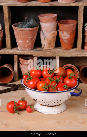 Appena raccolto pomodori cresciuti in casa in cucina scolapasta nel rustico Potting Shed impostazione Foto Stock