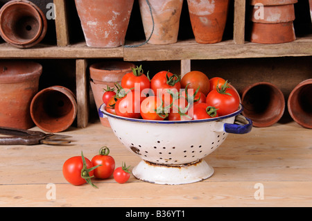 Appena raccolto pomodori cresciuti in casa in cucina scolapasta nel rustico Potting Shed impostazione Foto Stock