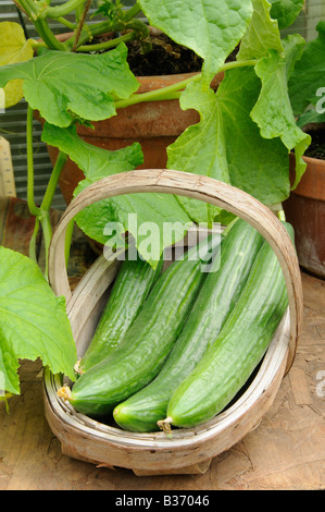 Cresciuto in casa cetrioli di serra femspot in trug rustico sul serra staging Norfolk Regno Unito Giugno Foto Stock