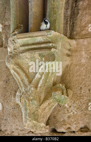 Dettaglio nel corridoio con soffitto a volta all'interno di Crak Des Chevaliers o Al Hosn Castello dei Crociati in Siria Foto Stock