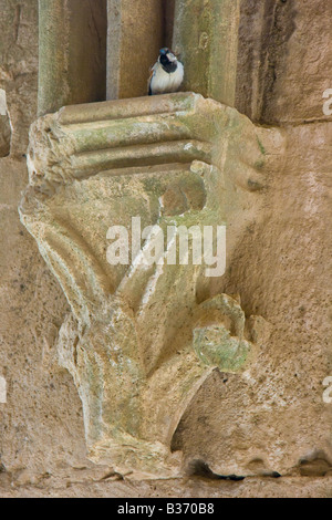 Dettaglio nel corridoio con soffitto a volta all'interno di Crak Des Chevaliers o Al Hosn Castello dei Crociati in Siria Foto Stock