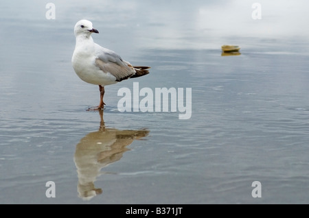 Un Rosso immaturi fatturati Gabbiano, Larus Scopulinus o Tarapunga e di riflessione Foto Stock