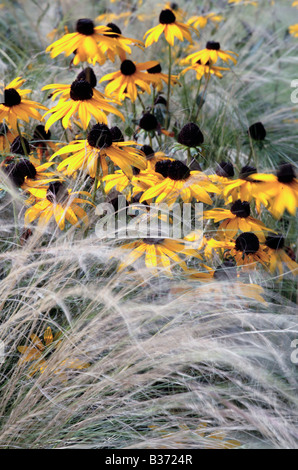 Giallo sole della prateria (Rudbeckia hirta) black-eyed Susan Foto Stock