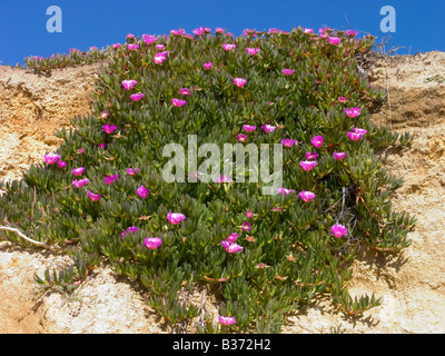 Hottentot fig Carpobrotus acinaciformis Foto Stock