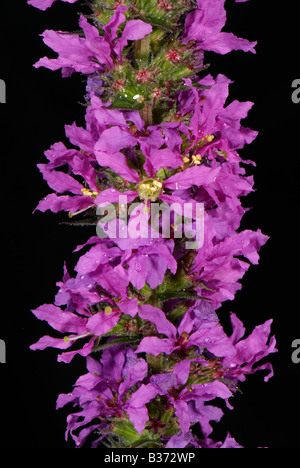 Close up di purple loosestrife Lythrum salicaria broccoli su un fiore spike Foto Stock