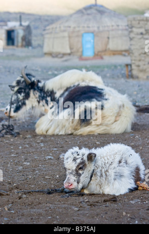 Yak e vitello in Jalang villaggio nel Pamirs in Tagikistan Foto Stock