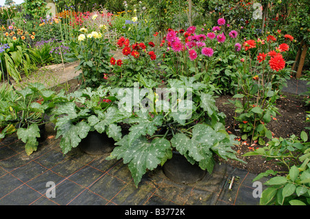 Zucchine in crescita in contenitori tra fiori d'estate in un giardino estivo varietà Toscana UK Luglio Foto Stock