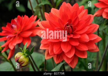 Dahlia taratahi ruby Fioritura in estate UK Luglio Foto Stock