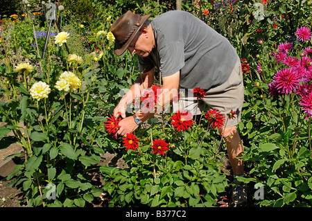 Giardiniere il punto morto dalie in un giardino estivo UK Luglio Foto Stock