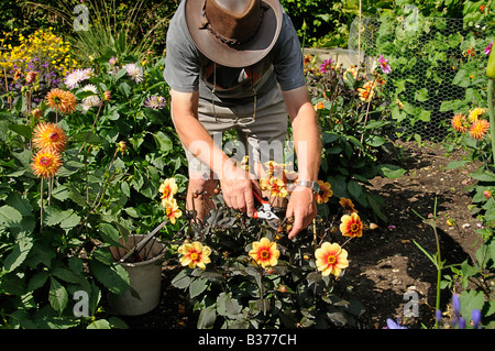 Giardiniere il punto morto dalie in un giardino estivo UK Luglio Foto Stock