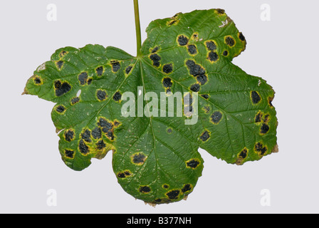Sycamore tar spot Rhytisma acerinum spotting su foglie di albero Foto Stock