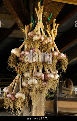 Cresciuto in casa aglio viola wight grappoli di riagganciare essiccamento in Potting Shed NORFOLK REGNO UNITO Foto Stock