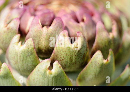 Carciofi testa fiore close up shot NORFOLK REGNO UNITO Agosto Foto Stock