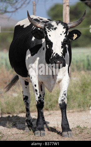 Mucca di Nguni Foto Stock