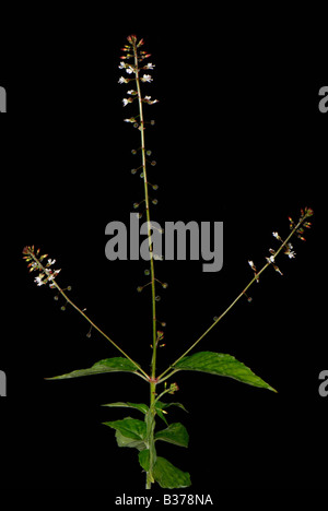 Maghi nightshade Circaea lutetiana fioritura delle piante Foto Stock