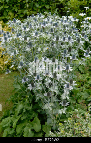 Un intrico di Eryngium giganteum, 'Miss Willmott del fantasma', piante in un giardino inglese in estate. Foto Stock