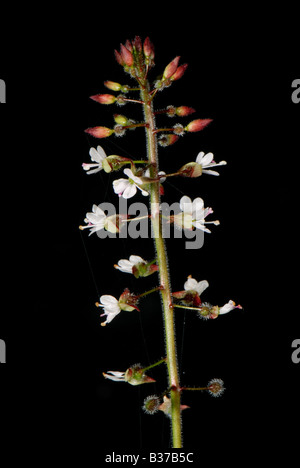Maghi nightshade Circaea lutetiana fiore Foto Stock