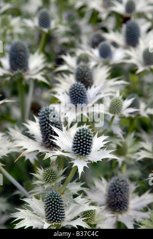 Un intrico di Eryngium giganteum, 'Miss Willmott del fantasma', piante in un giardino inglese in estate. Foto Stock