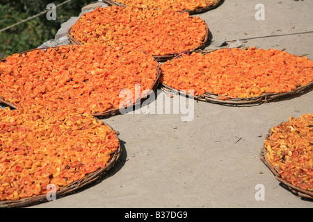 Albicocche essendo essiccata al sole su un tetto piatto in Pakistan. Foto Stock