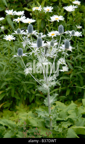 Un intrico di Eryngium giganteum, 'Miss Willmott del fantasma', piante in un giardino inglese in estate. Foto Stock