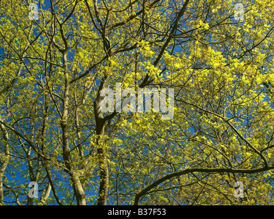 Oak tree filiali in Sheringham Park in primavera, Norfolk, Regno Unito Foto Stock