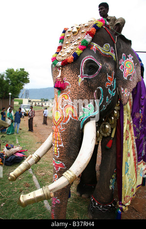 Gli elefanti sono preparati per le celebrazioni Dasara a Mysore, India. Foto Stock