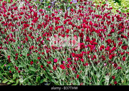 Lychnis coronaria giardinieri BLYCH MONDIALE Foto Stock