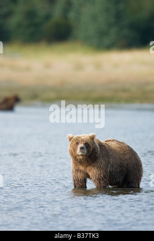 L'orso bruno (Ursus arctos) wading in acqua cercando per il salmone Foto Stock