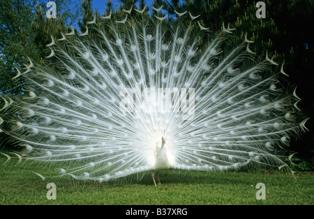 Peafowl comune (Pavo cristatus) bianco peacock visualizzazione di piume di coda Foto Stock