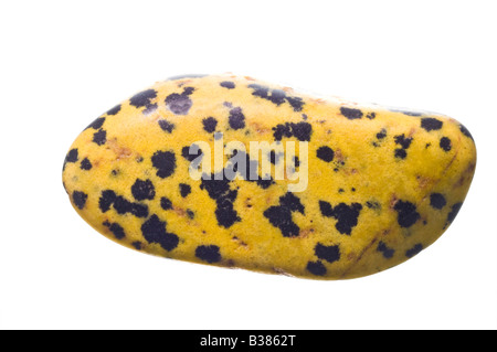 Giallo diaspro dalmata tumblestone Foto Stock