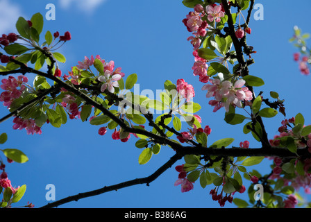 MALUS FLORIBUNDA, granchio giapponese Foto Stock